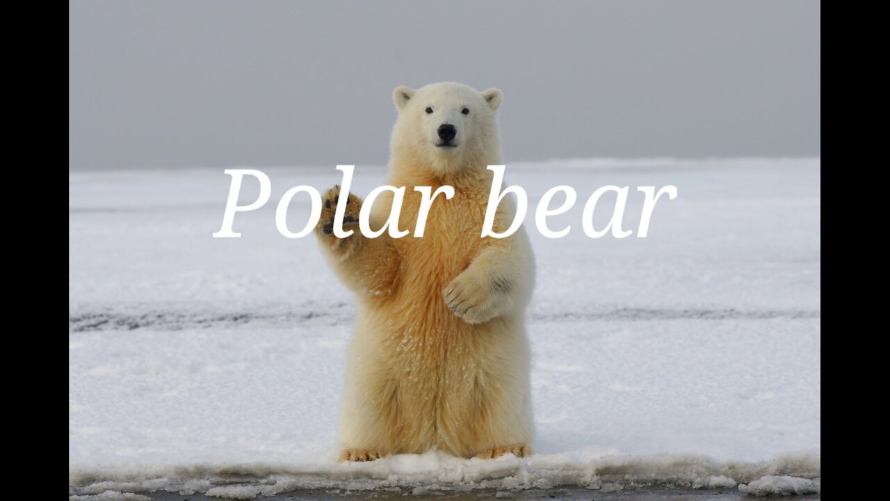 Animal .A polar bear is playing pik entertermint