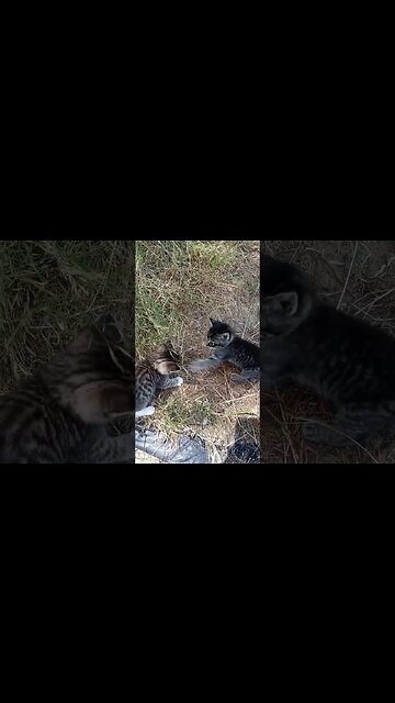 Rock 'em Sock 'em Kitties