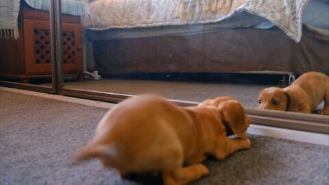 dog sees himself in the mirror