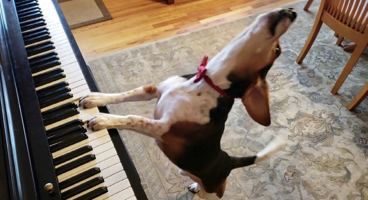 the singing dog