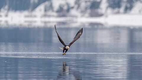 Bald Eagle Frame Animation, Sony A1/Sony Alpha1, 4k