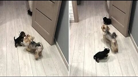 Youkie mom adorably plays with her little puppy