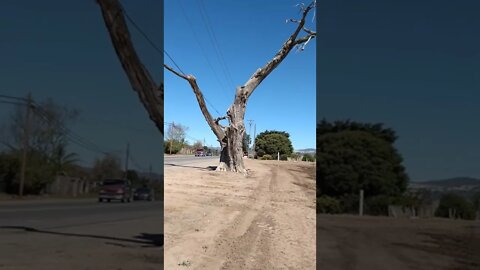 That Strange Tree