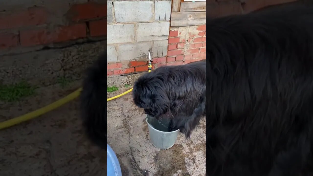 #shorts Смешные Собаки Из Тик Тока 39 Funny Dogs From Tiktok