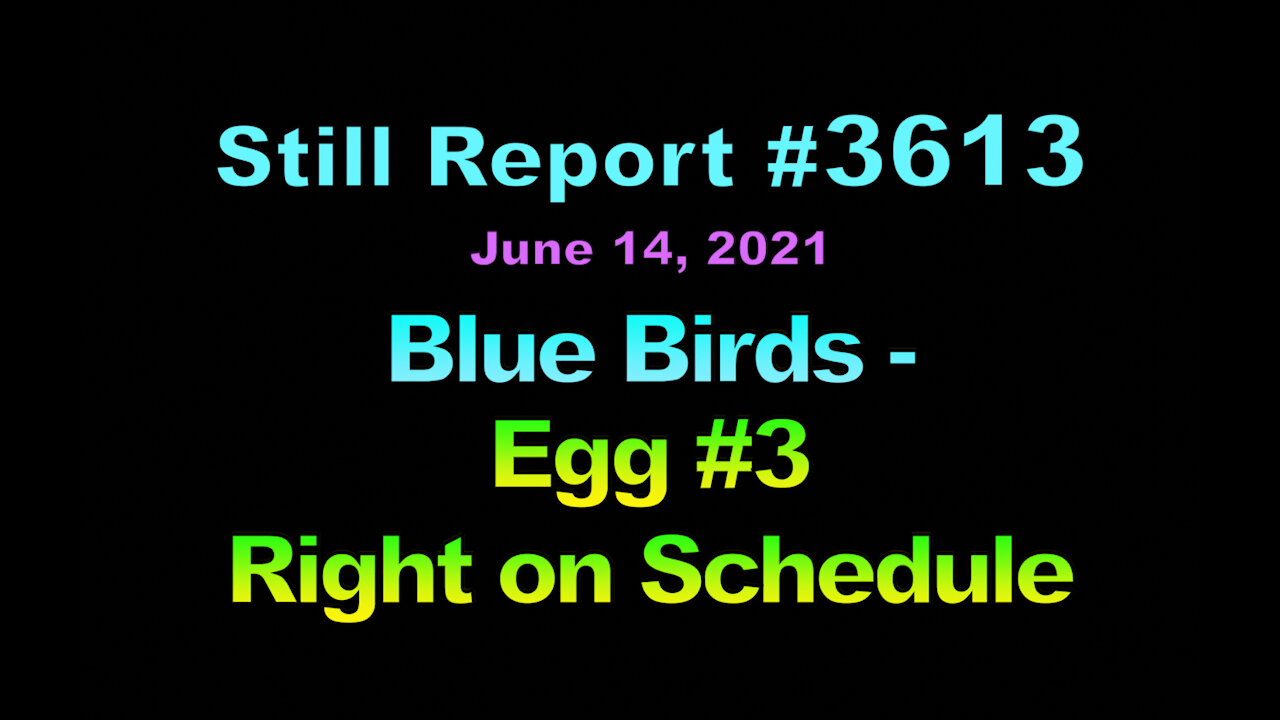 Blue Birds – Egg #3 Right on Schedule, 3613