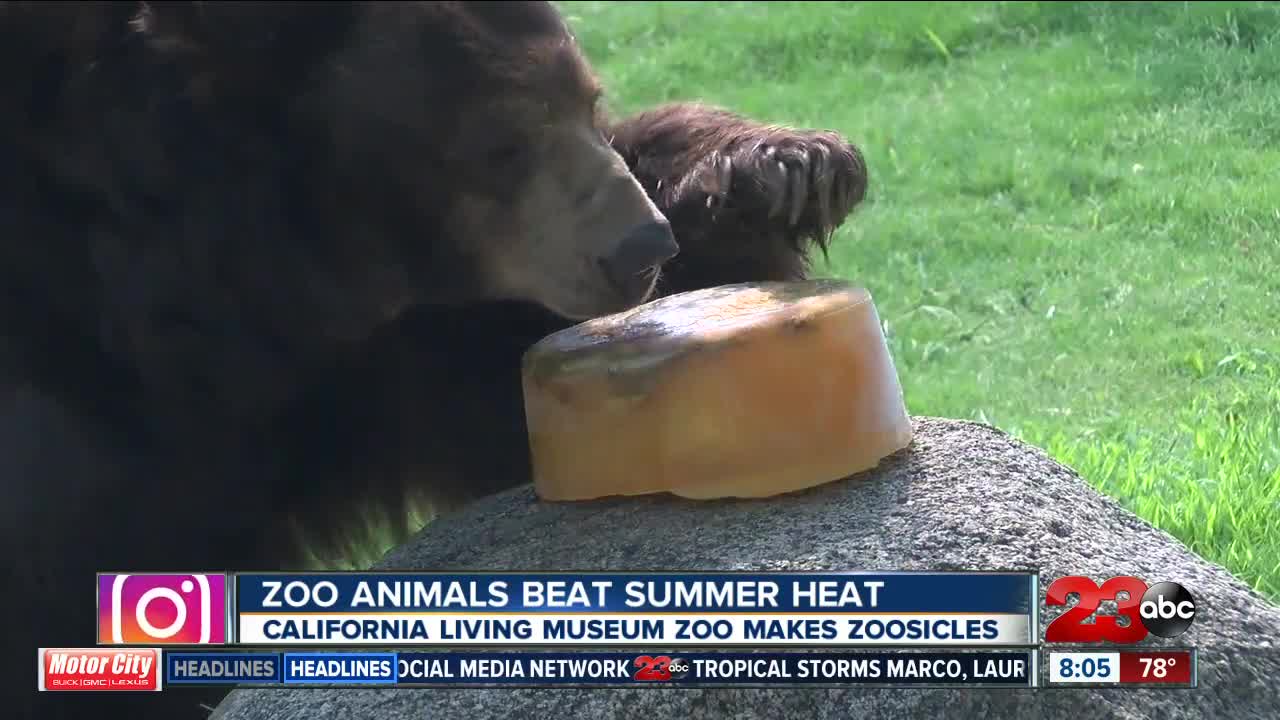 Zoo animals beat the summer heat