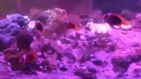 SALT WATER SYSTEMS