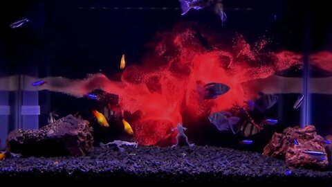 Hypnotic Fish Tank