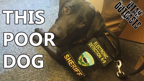 Operation Underground Railroad's Donated Dog - Episode 373