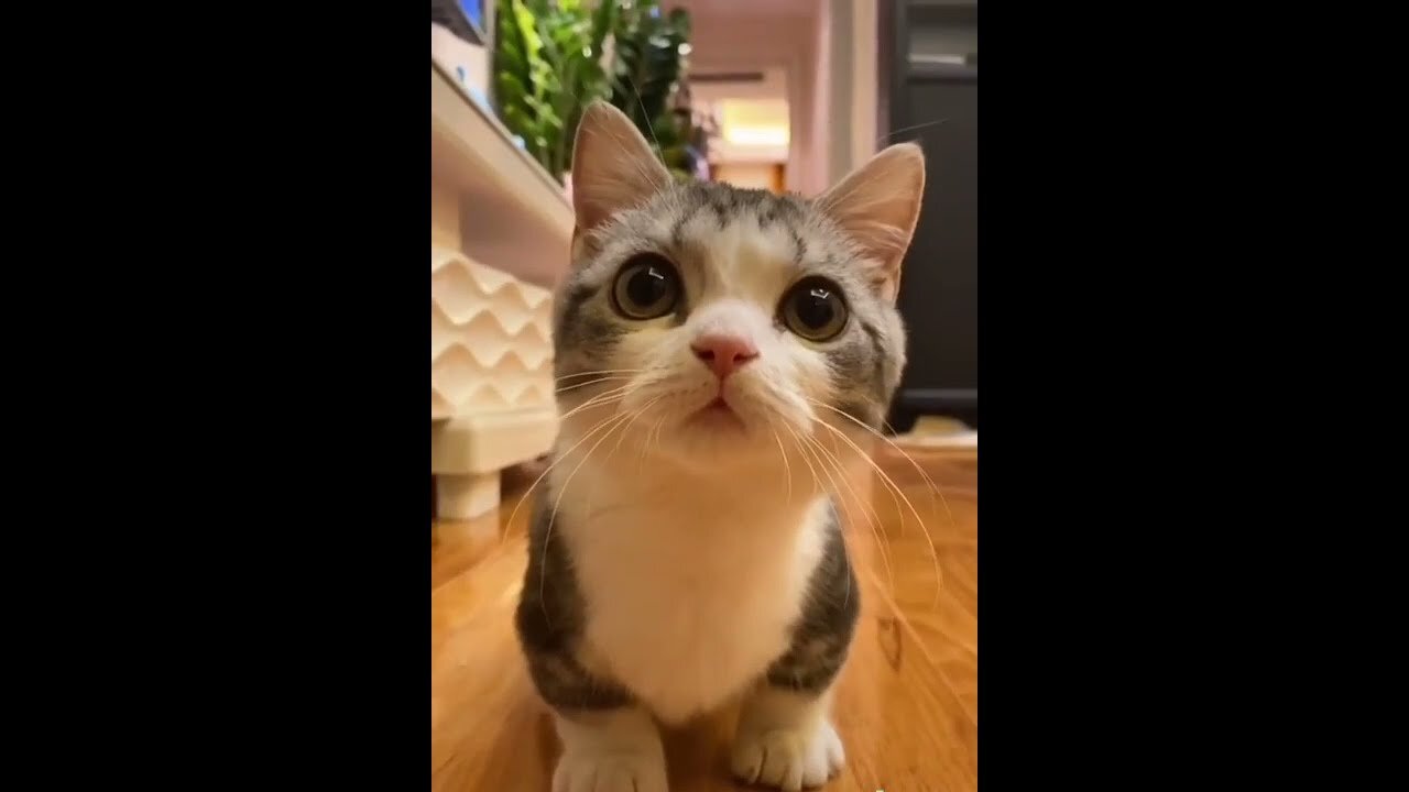 🐈🐈FUNNY CAT VIDEO🐈🐈 HAHAHAHAHAH🐱🐱 -PART-18 | 2021 | WOW🐱🐈🐱