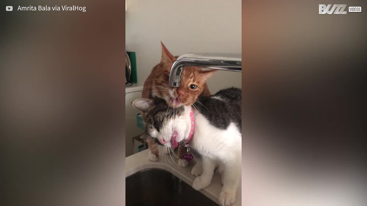 Gatinhos com sede trabalham juntos para beber água