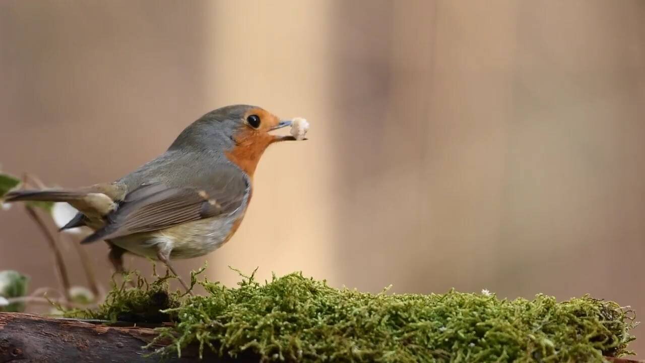 Wild robin bird video