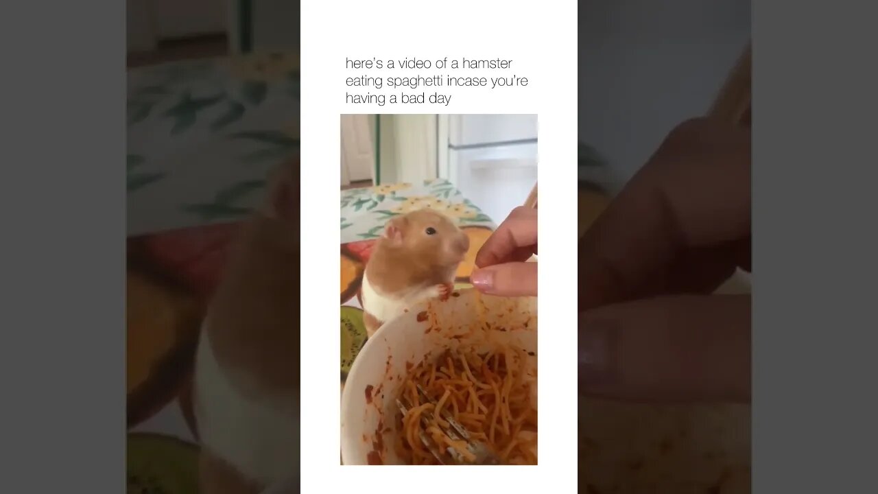 Just a Hamster Eating Spaghetti