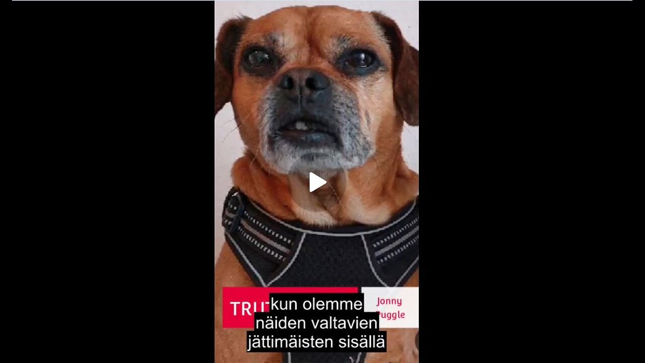 Truth Pups - Onko suunnitteilla musta joutsen? ym.