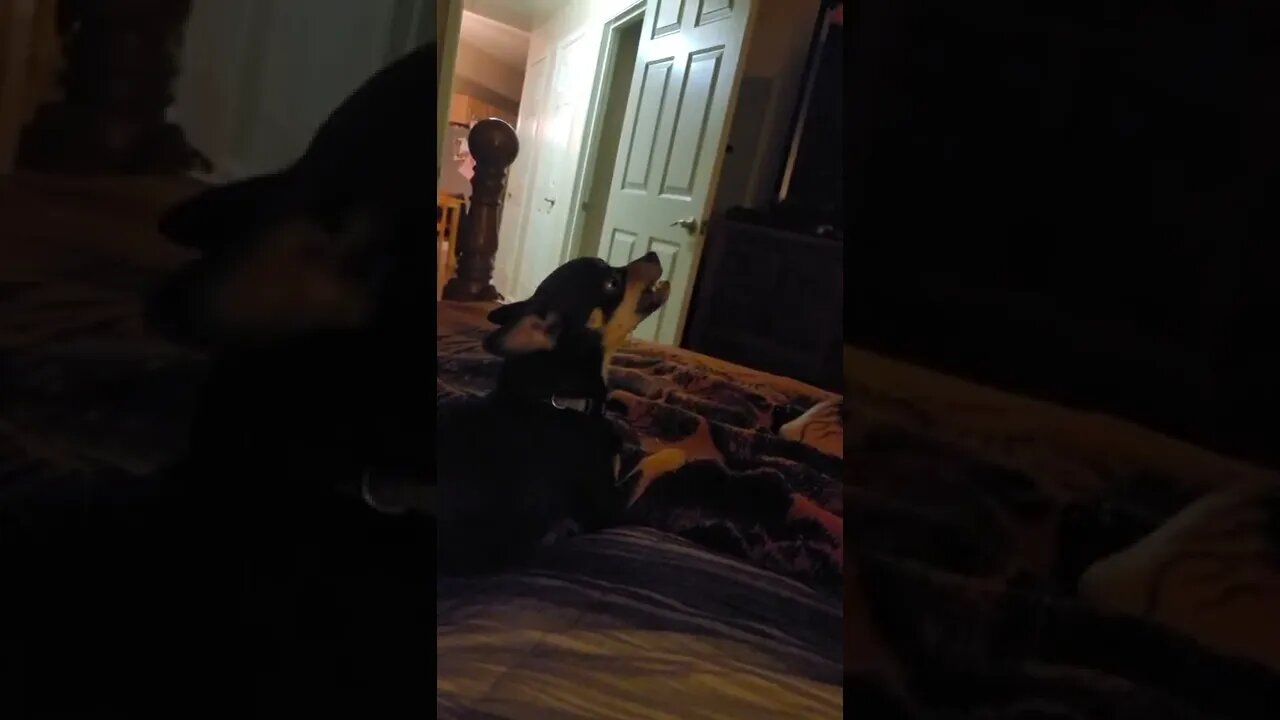start of one of Snickers temper tantrums