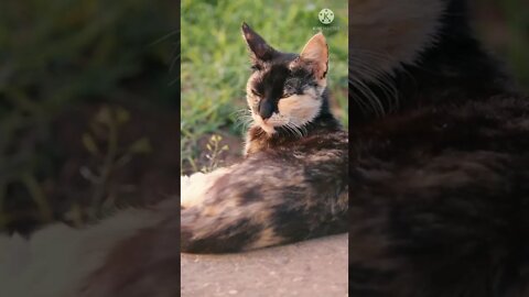 # playful cats # funny cats # shorts