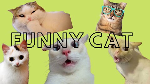 funny cat ss