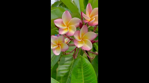 Meditation Music with Awesome Flowers