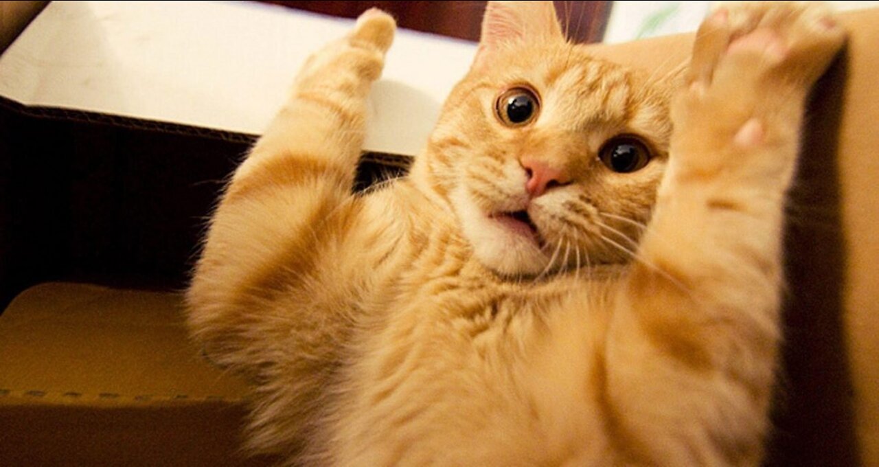 Funniest Cats - Don't try to hold back Laughter - Funny Cats Life