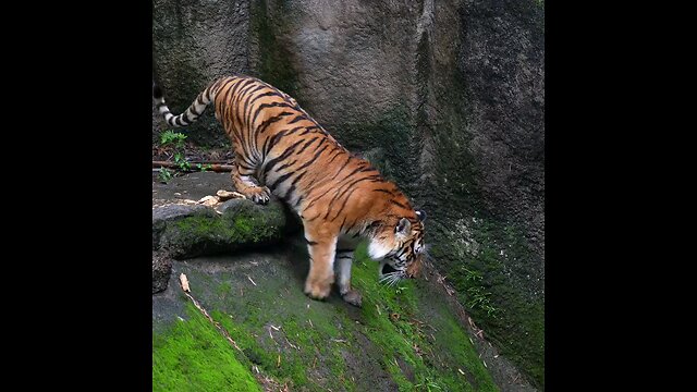 tiger bathing 🐅