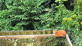 Owner not too happy with cat's favorite spot to relax