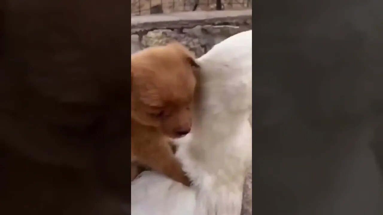 Amigos para sempre 🥰 #shorts