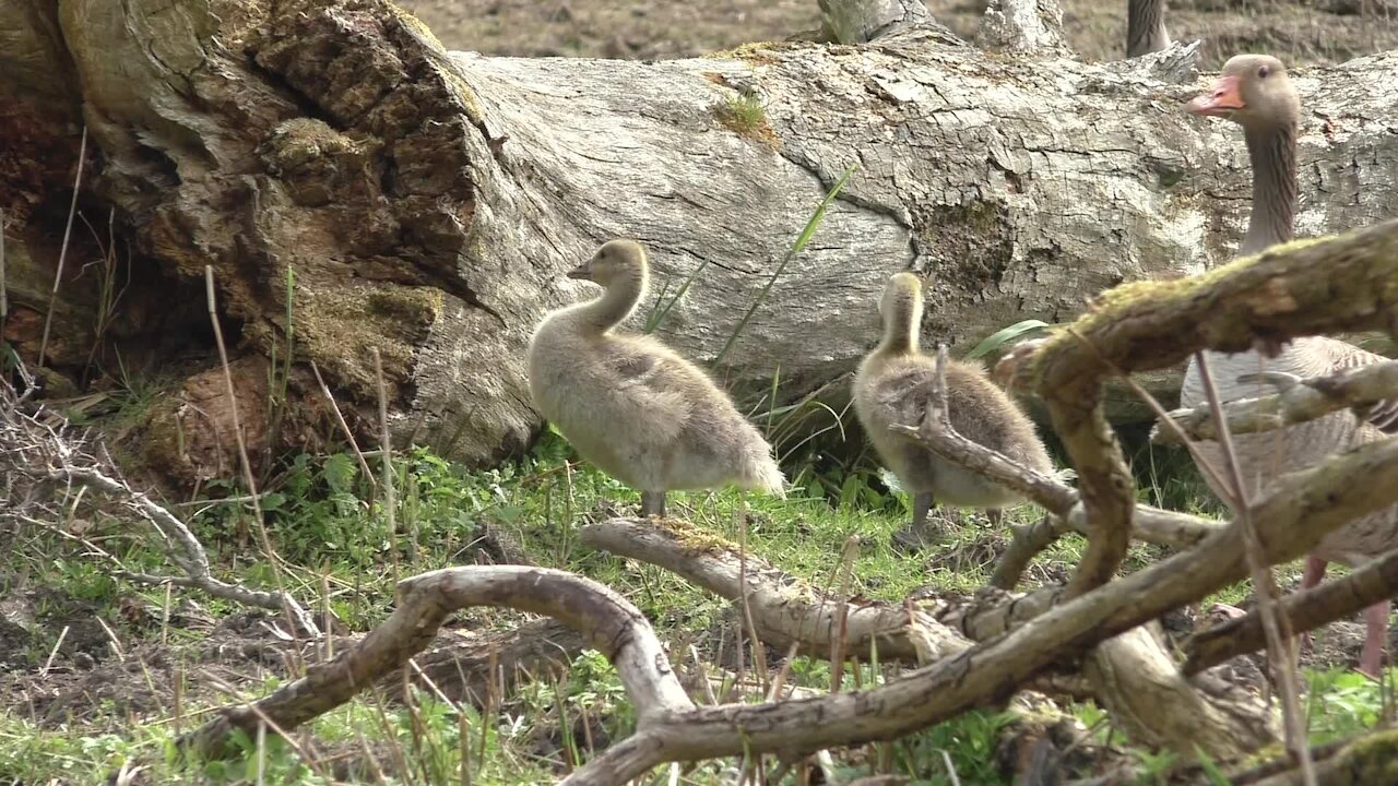 Little ducks adorably learn to catch insects