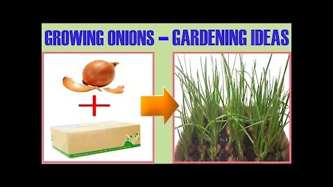 Gardening Ideas - How to Grow Onions at Home