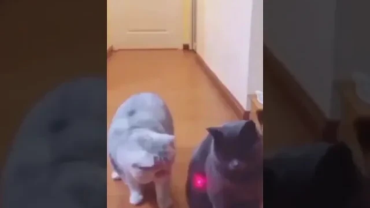 CAT VIDEO
