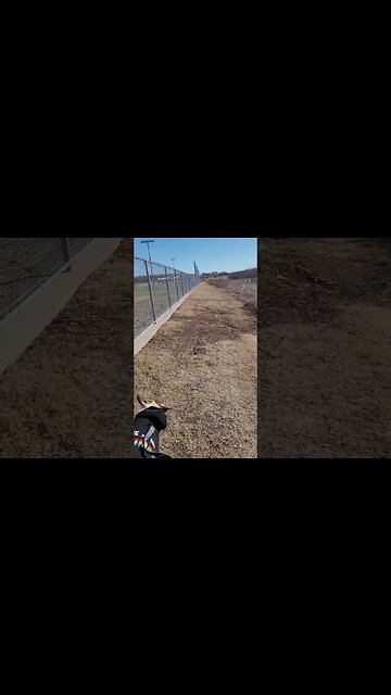 Brandy and I Walking This Morning