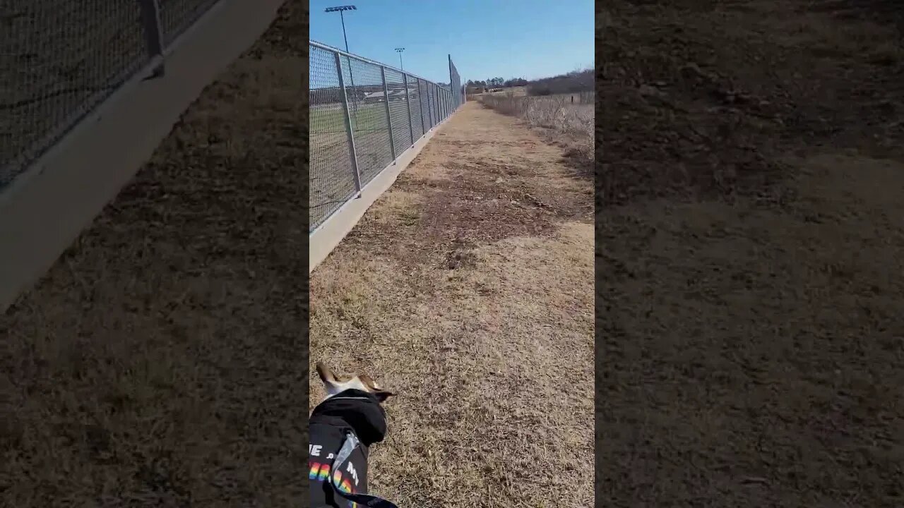 Brandy and I Walking This Morning
