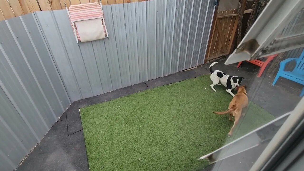 Larry: Assessment 27 (Dog, Human, & Animal Aggression)