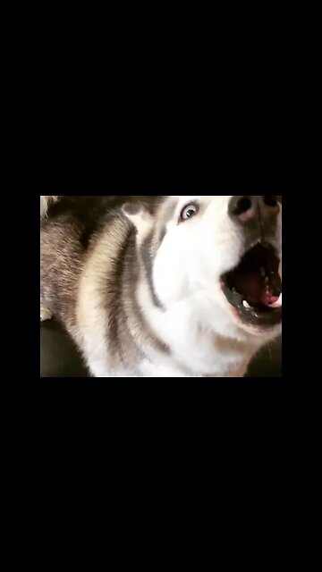 The Life of B - Frost's Howl in Slow-Mo [#instagram #theBACarchive]