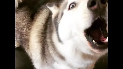 The Life of B - Frost's Howl in Slow-Mo [#instagram #theBACarchive]