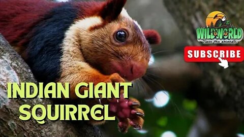 indian giant squirrel