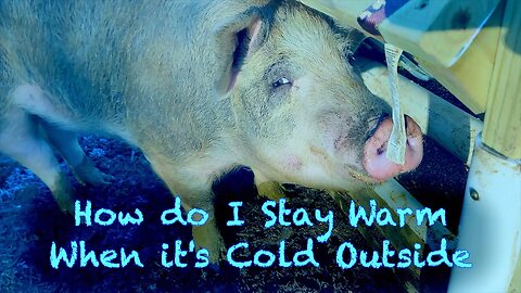 Frosty Pigs - How do they Stay Warm in Cold Weather