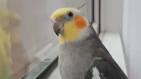 Compilation of funny birds and parrots # 5 🦜