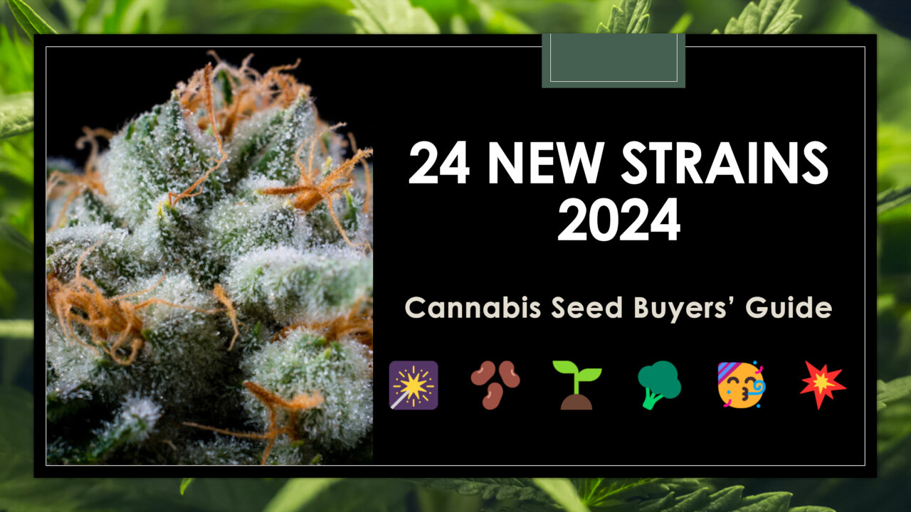 24 New Strains for 2024: Seed Buyers' Guide to New Cannabis Genetics