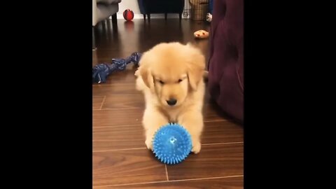 What a cutie. I love when they play with a toy but barely touch it. So cute. #shorts #shortsfeed