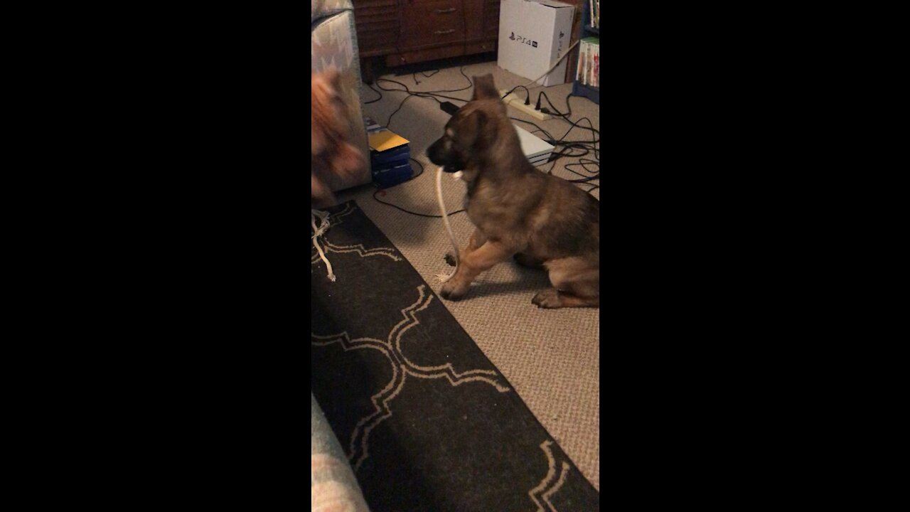 Pitt Bull vs baby Belgian Malinois