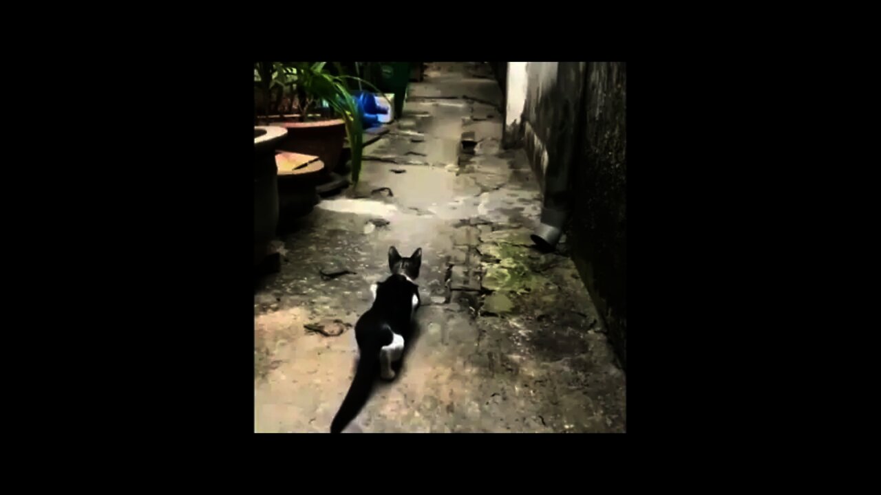 Stalkers and Hunters- CAT COMPILATION