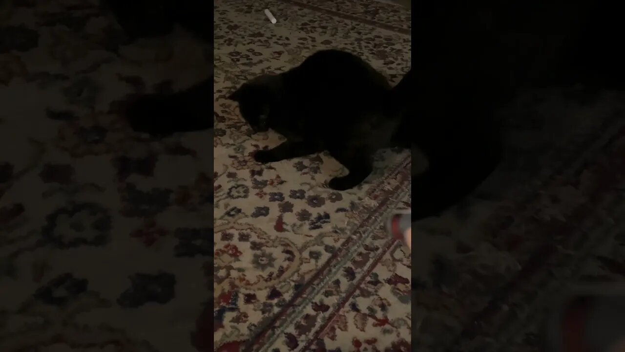 Cat’s Favorite Game