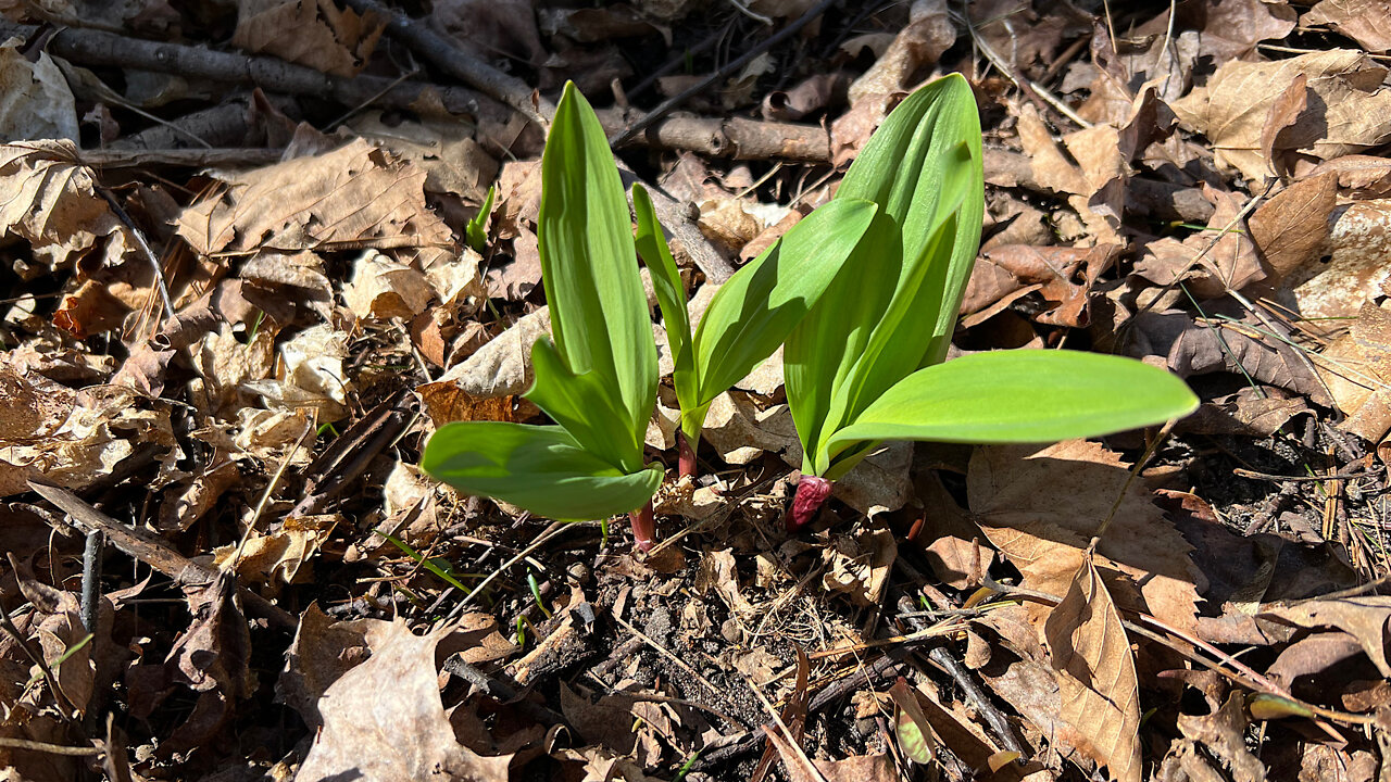 Foraging Wild Leeks-Part 1