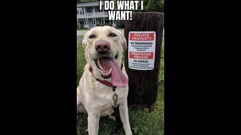 Funny Dogs- Laugh in 10 seconds