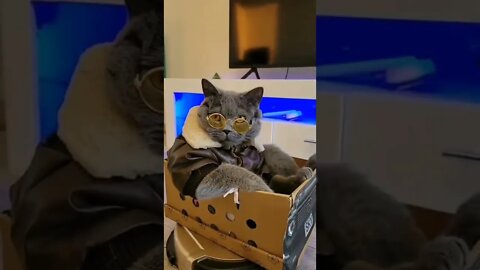 gato sedutor #shorts