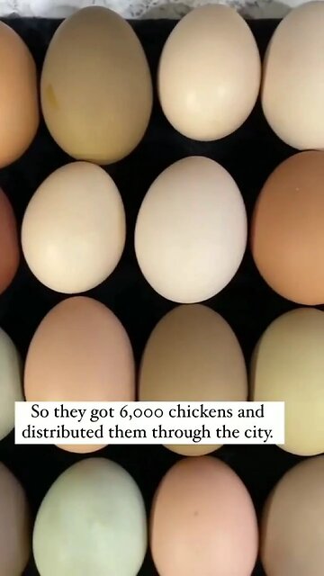 Belgium offers three free chickens. What happens afterwards will amaze you. Eggs and Land fields