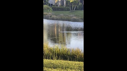 Anhinga Grabs Some Sushi #4K #DolbyVisionHDR #anhinga #sushi #fishing #fyp #fish #SWFL