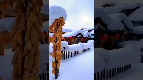 Amazing video views