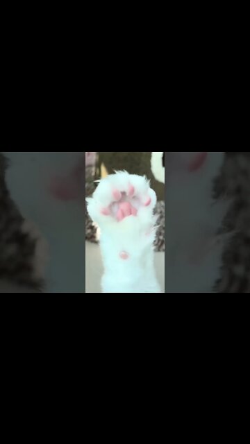 Wow the cat paw is shiny