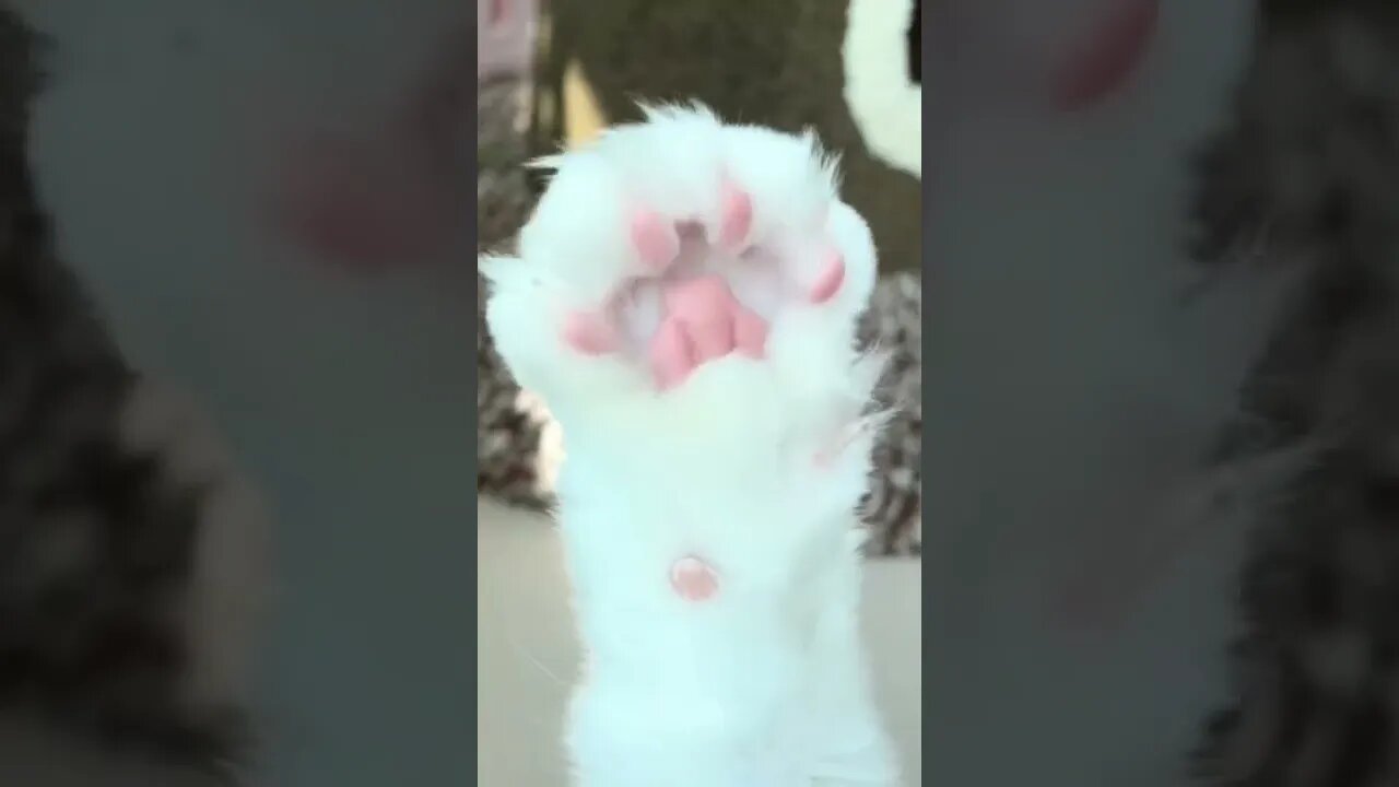 Wow the cat paw is shiny